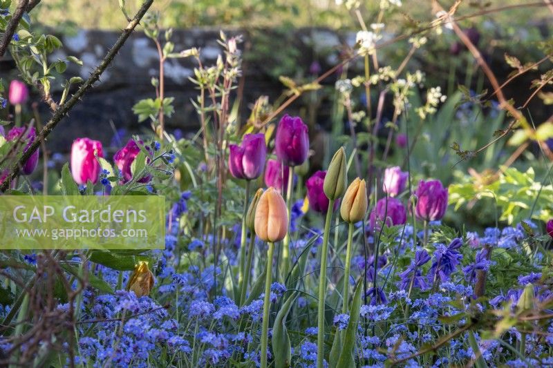 Pink and peach tulips growing through forget-me-nots in the Formal Garden at Gravetye Manor.