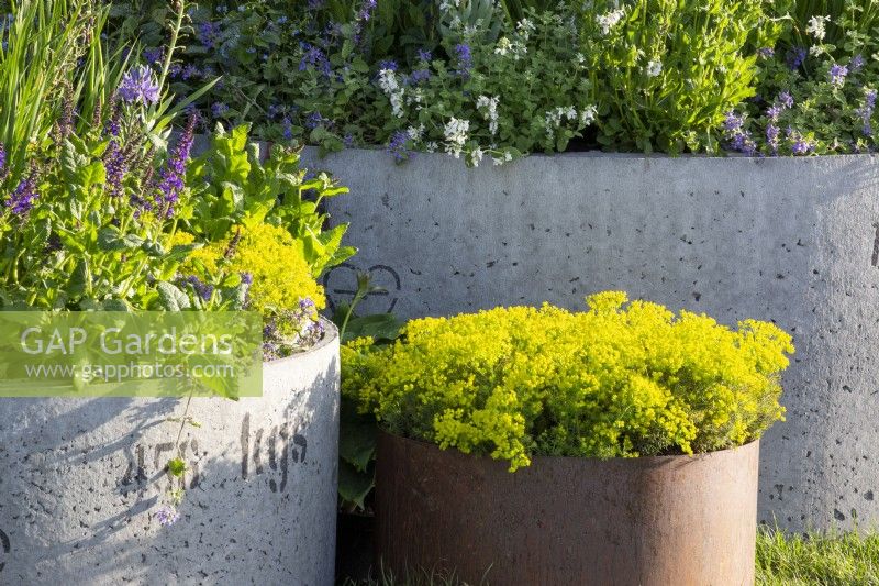 Corten steel metal container planted with Euphorbia cyparissias 'Fens Ruby' and repurposed concrete drainage pipe containers with mixed perennial planting