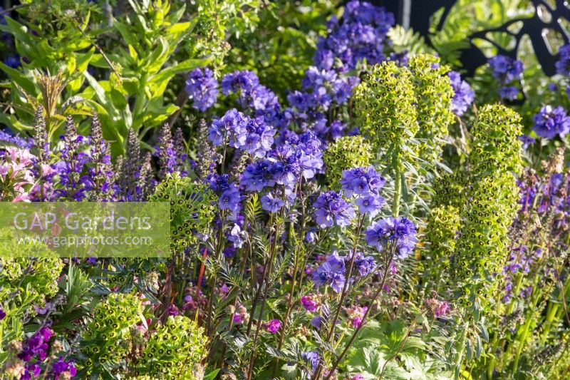Colourful spring flowerbed with mixed perennial planting of Polemonium 'Bressingham Purple' and Euphorbia characias 'Black Pearl'