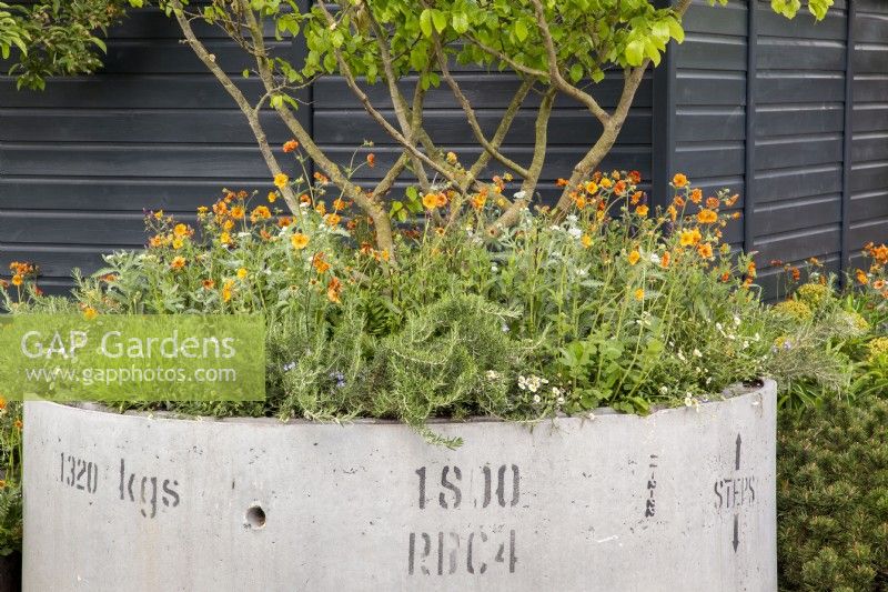 Concrete drainage pipe used as a large container with a Multi-stem tree underplanted with Geum 'Totally Tangerine', Rosemary and Erigeron karvinskianus