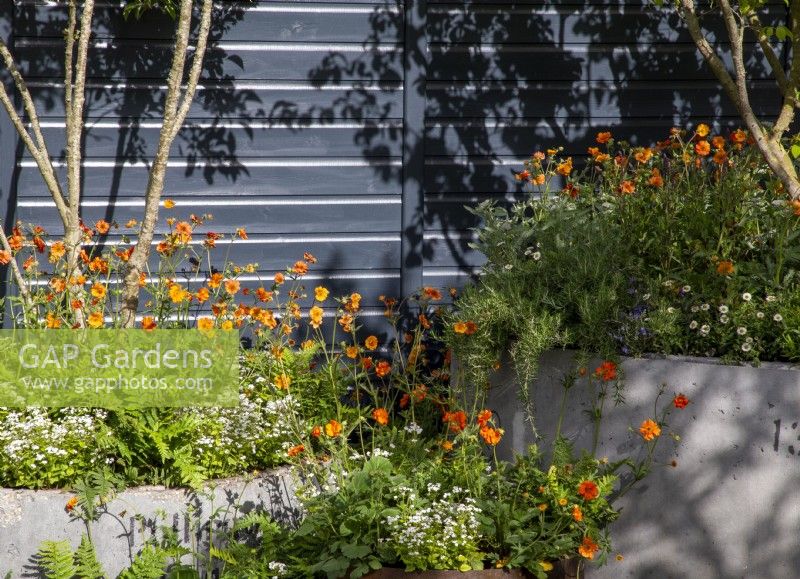 Concrete drainage pipe used as containers with multi-stem trees underplanted with Geum 'Totally Tangerine', Erigeron karvinskianus and Brunnera macrophylla 'Betty Bowring'  