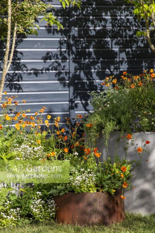 Concrete and corten steel containers with mixed perennial planting of Geum 'Totally Tangerine', Rosemary, Erigeron karvinskianus and Brunnera macrophylla 'Betty Bowring'  