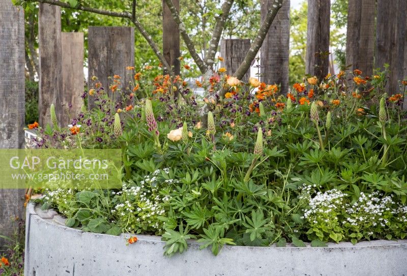 Concrete container with mixed perennial planting of Geum 'Totally tangerine, Lupins, Geranium phaeum 'Samobor', Brunnera macrophylla 'Betty Bowring' and Roses