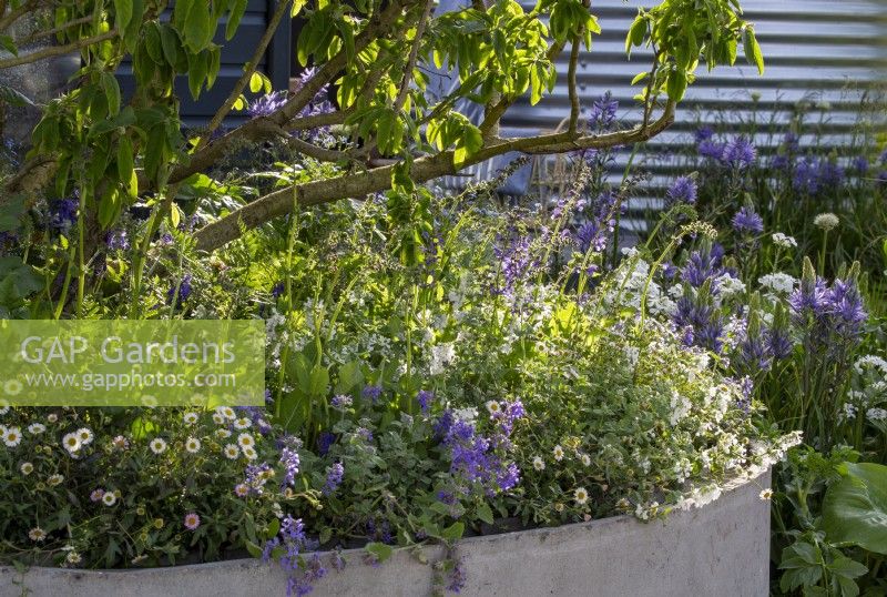 Concrete container with mixed perennial planting of Nepeta, Salvia and Erigeron karvinskianus
