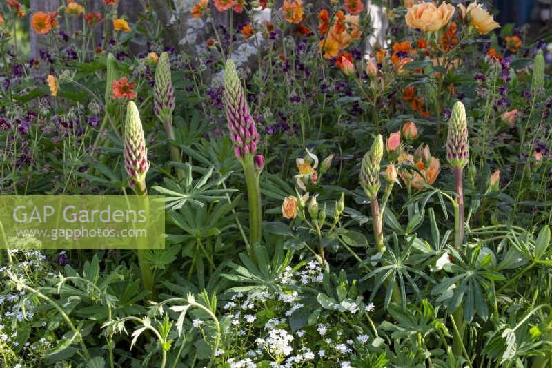 Lupin flowerheads with Roses in a mixed perennial spring border