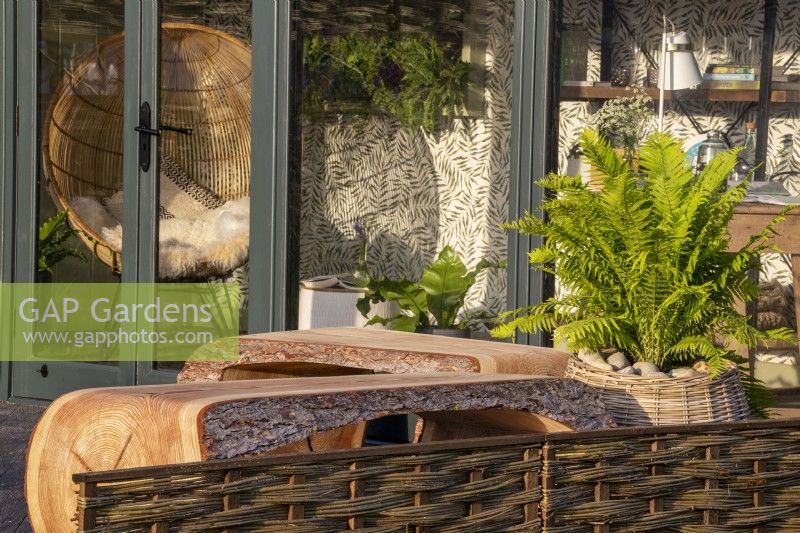 Modern contemporary wooden bench seats in front of a home office with a Dryopteris felix-mas growing in a woven wicker basket container