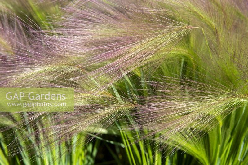 Hordeum jubatum - Foxtail barley, Squirrel tail grass