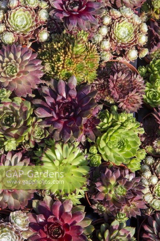 Rows of different varieties of Sempervivum plants in non recyclable plastic plant pots for sale at a garden centre nursery