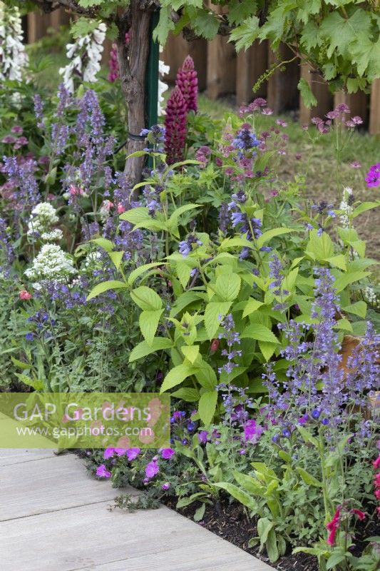 Mixed perennial planting in 'The Home Solutions by John Lewis Garden' at BBC Gardeners World Live 2019