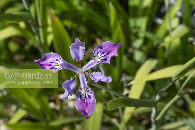 Iris milesii, June
