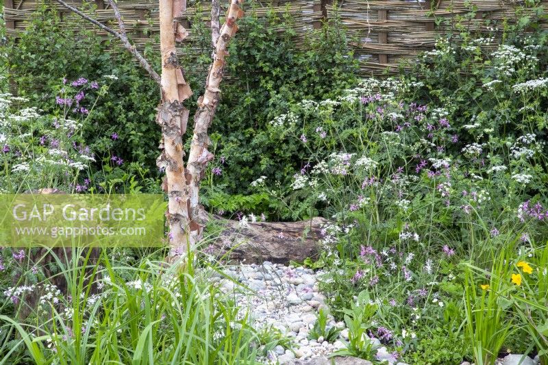 Betula nigra - River Birch tree and wildflower planting including Silene dioica - Red Campion and Anthriscus sylvestris