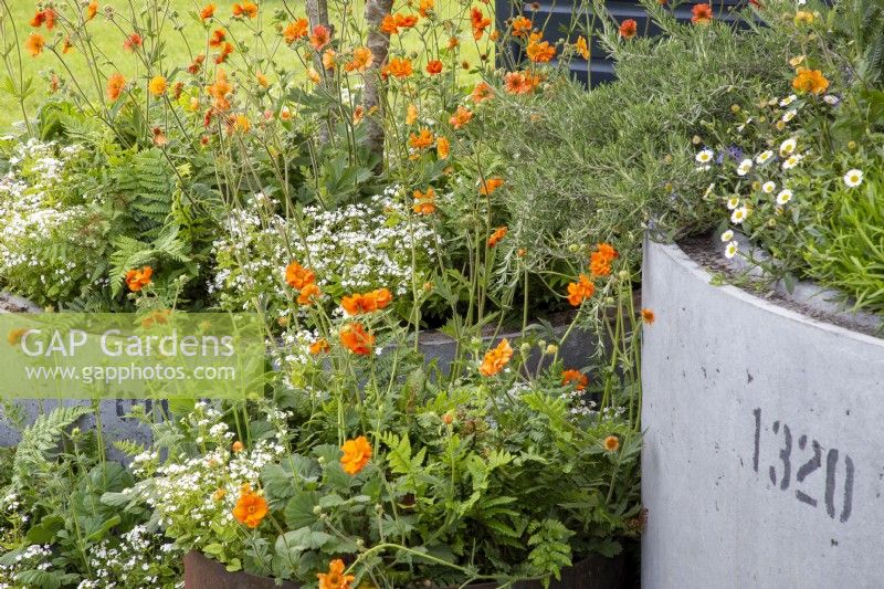 Concrete drainage pipes used as containers with mixed perennial planting of Geum 'Totally Tangerine' and Brunnera macrophylla 'Betty Bowring'