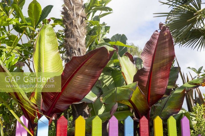 Ensete ventricosum 'Maurelii' - Red Abyssinian Banana - colourful picket fence 