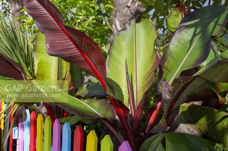 Ensete ventricosum 'Maurellii' - Red Abyssinian Banana - colourful picket fence 