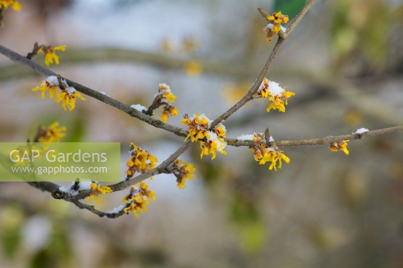 Hamamelis mollis 'Brevipetala',  yellow flowers covered with snow. March