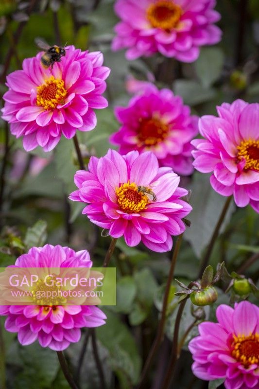 Dahlia 'Classic Rosamunde' Gallery Series with bumblebee