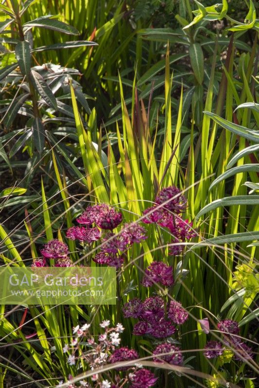 Mixed perennial planting flowerbed border with Astrantia major 'Claret' and Imperata cylindrica 'Red Baron' - Japanese blood grass