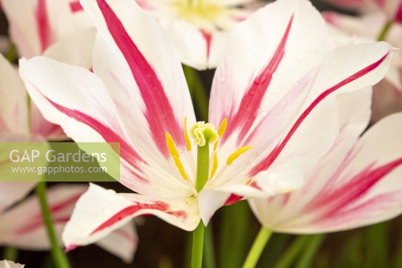 Tulipa 'Marilyn' - tulip