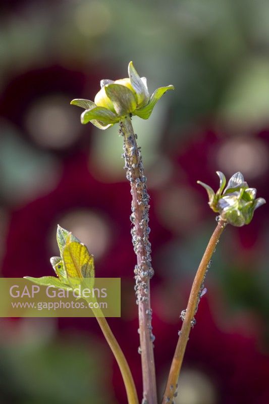 Aphid infestation on the stems of Dahlia 'After Dusk'