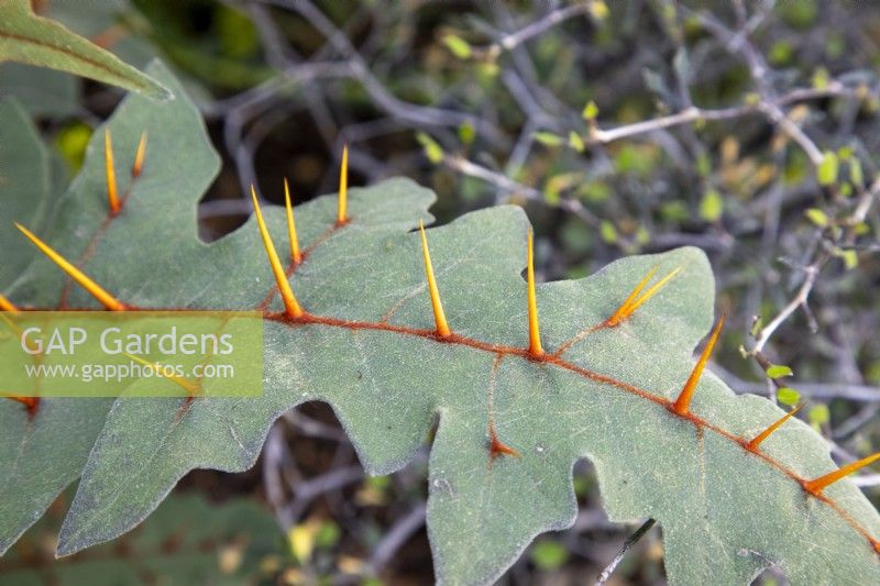 Solanum pyracanthum spikes on leaf - Porcupine tomato