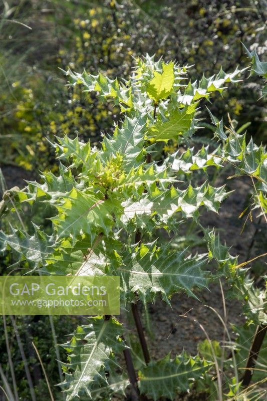 Acanthus sennii - Ethiopian acanthus