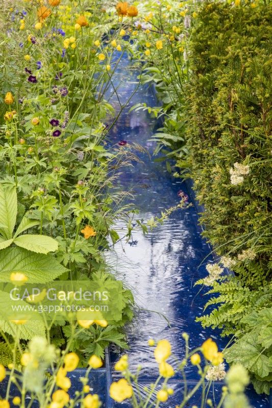 A modern contemporary water rill made from recycled plastics with mixed perennial planting of Geranium phaeum 'Raven', Trollius chinensis 'Golden Queen', Ranunculus acris and a Taxus baccata - Yew hedge
