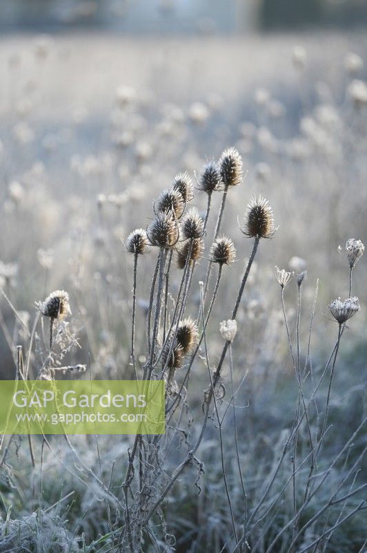 Dipsacus fullonum, Common Teasel dry seedheads with frost in a winter garden.