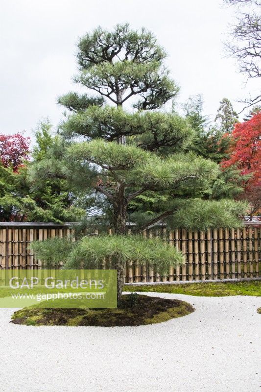 Pruned Japanese Pine tree growing in moss bed in raked gravel area near entrance to the garden