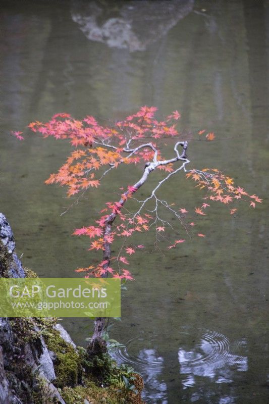 Small acer palmatum in autumn colour growing at pond edge.