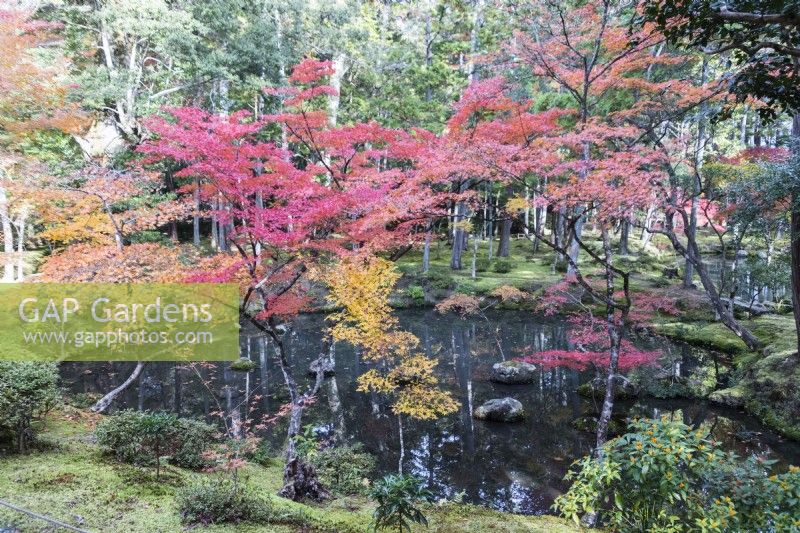 View to the main pond of the garden called Ogonchi also known as Shinji Ike. Acers with autumn colour. Moss groundcover. 