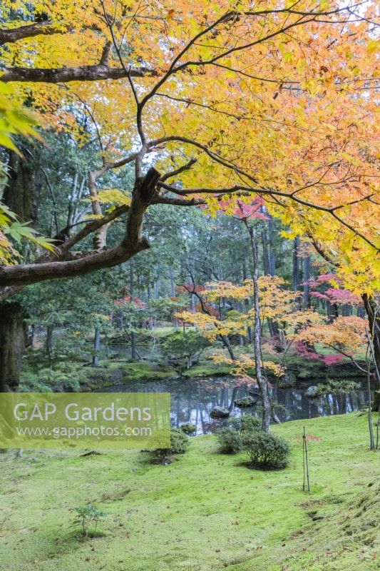 View to the main pond of the garden called Ogonchi also known as Shinji Ike. Acers with autumn colour. Moss groundcover surrounding pond. 