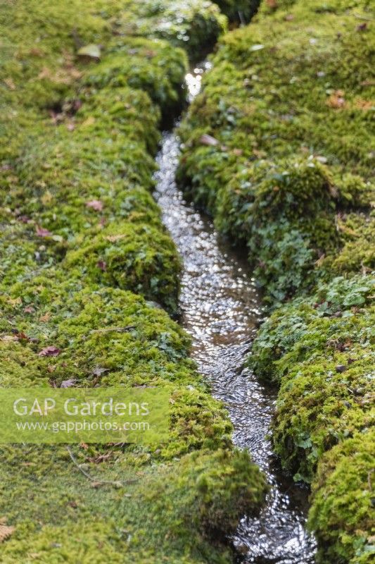 Small stream with surrounding groundcover of moss. 