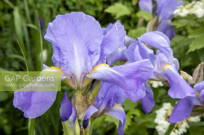 Iris germanica 'Jane Phillips'  - bearded Iris