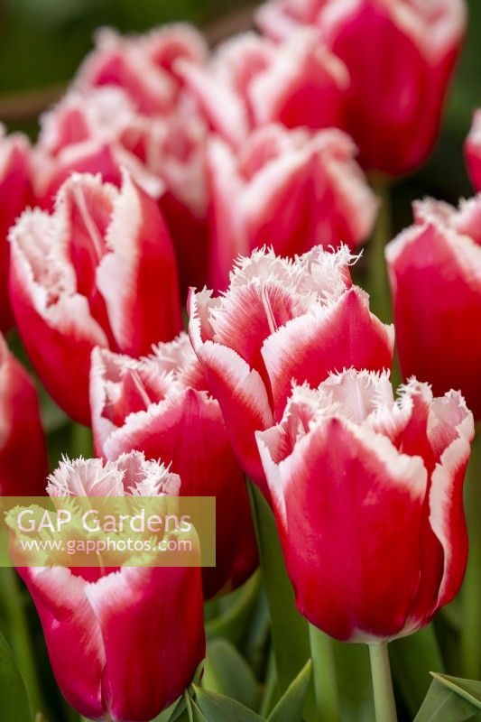Tulipa 'Castana' - Fringed tulip