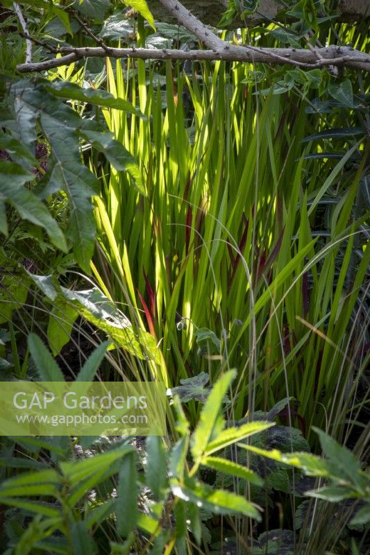Imperata cylindrica 'Red Baron' - Japanese blood grass