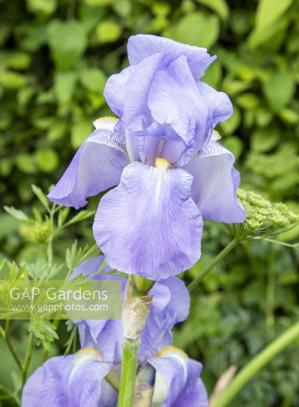 Iris germanica 'Jane Phillips' - bearded Iris