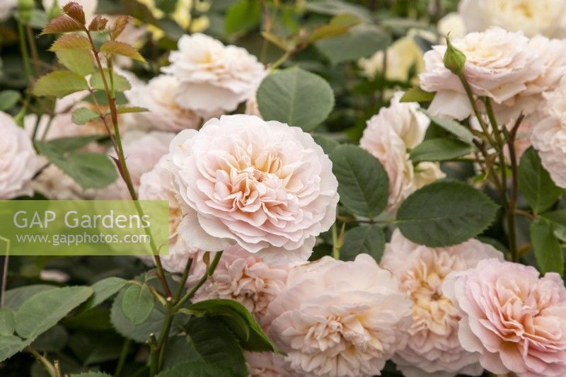 Rosa 'Emily Bronte' - English shrub rose - very fragrant
