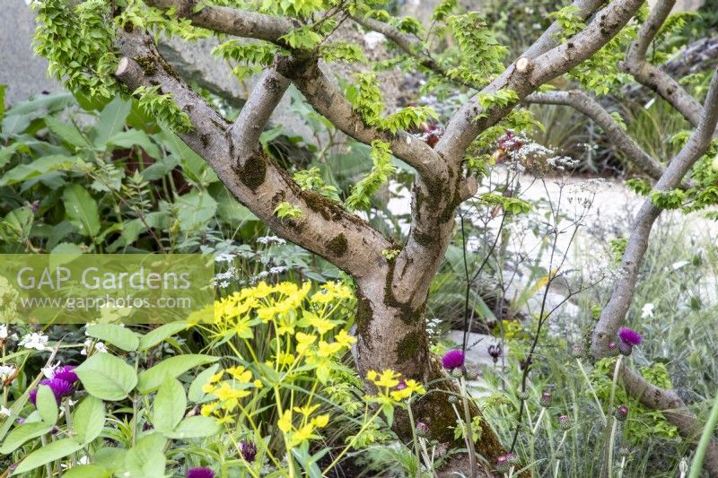 Ulmus minor 'Jacqueline Hillier' - small-leaved Elm tree