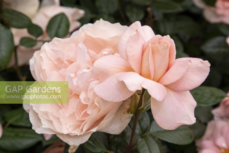 Rosa 'Louise Peel' - modern shrub rose
