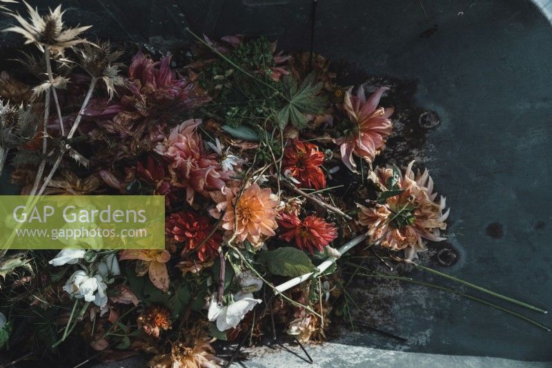Deadheaded spent dahlia flowers in a wheelbarrow