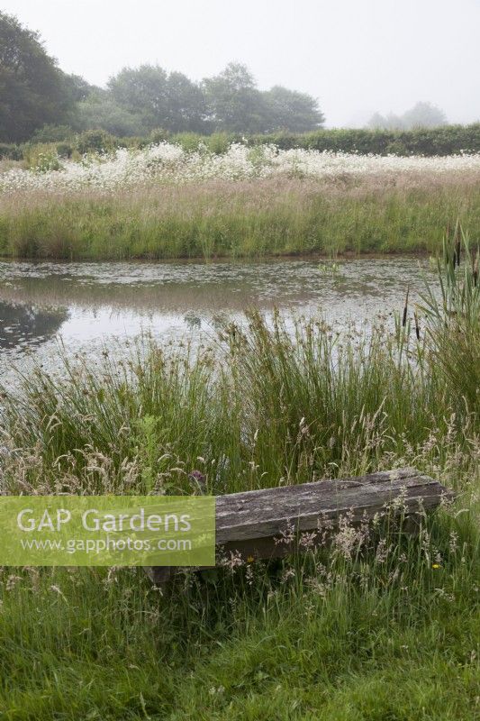 Flower meadows and natural pond on a misty morning with Oak sleeper rustic bench with Leucanthemum vulgare Oxeye Daisy and reeds 