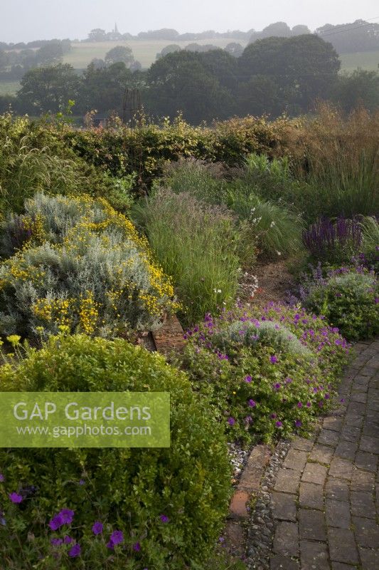 Drought tolerant garden filled with mediterranean plants.  Curved brick pathway winds through The Jewel Garden -  Nepeta 'Six Hills Giant' - Catmint,   Santolina chamaecyparissus ' Yellow Buttons', Euphorbia seguieriana subsp. niciciana , grasses including Calamagrostis brachytricha and Stipa gigantea, Geraniums, Lavender, Salvia nemerosa 'Caradonna', Buxus sempervirens balls - Box. View over the fields to Pett Church on the horizon.
 