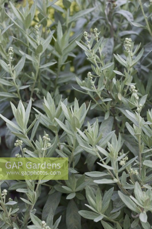 Artemisia ludoviciana 'Valerie Finnis' - Western Mugwort