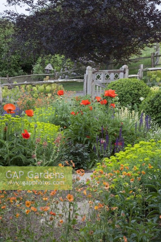 A drought tolerant garden. The Hot Garden with bright orange Papaver orientale - Oriental Poppies -  Euphorbia seguieriana subsp. niciciana - Siberian Spurge - Geum ' Totally Tangerine' - Salvia nemerosa -  Buxus sempervirens ball - Box. Carved wooden gate and post and rail fencing. 
            