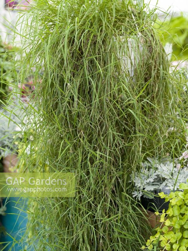 Agrostis FanciFillers Green Twist in hanging basket, summer August