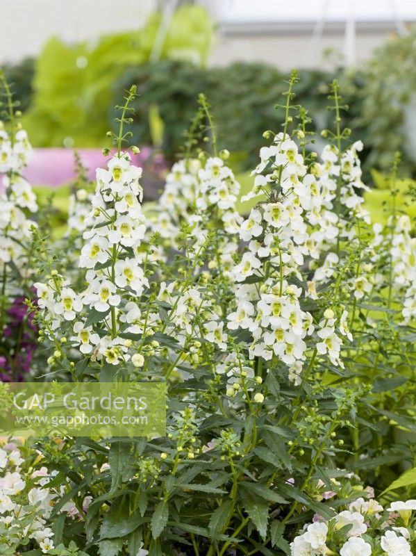 Angelonia angustifolia Serafina White, summer June