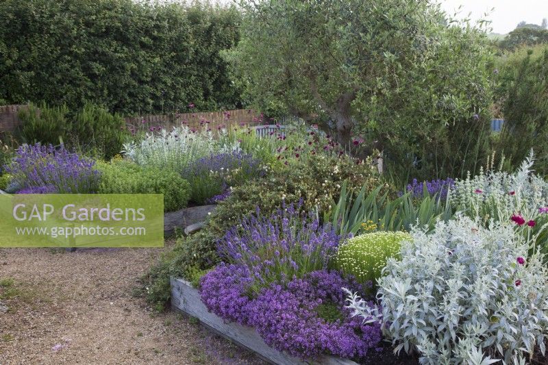 The Yard Garden - A drought tolerant Mediterranean Influenced garden. Raised oak sleeper beds with feature ancient Tuscan Olive Tree. Main Raised Beds filled with mixed Lavenders,including Lavandula angustifolia 'Hidcote', 
Artemisia ludoviciana  ' Valerie Finnis',  Ballota Pseudodictamnus,  Dianthus Carthusianorum, Thymus 'Red Start'  and 'Purple Creeping',  Lychnis coronaria 'Cerise Pink' and Santolina virens     ' Lemon Queen'.
