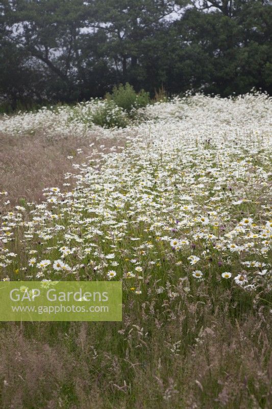 Flower meadows on a misty morning - Leucanthemum vulgare â€“ Oxeye Daisy 
