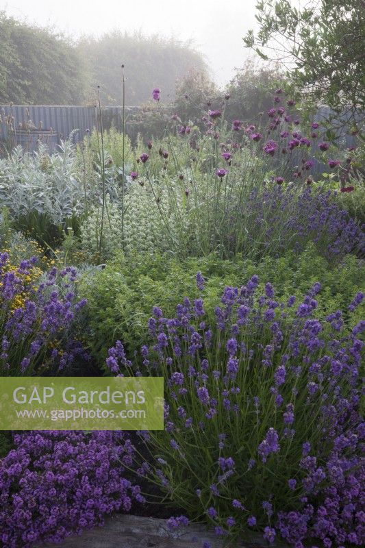 The Yard Garden - A drought tolerant Mediterranean Influenced garden on a misty morning. Raised oak sleeper beds filled with mixed Lavenders, including Lavandula angustifolia 'Hidcote', 
Artemisia ludoviciana  ' Valerie Finnis',  Ballota Pseudodictamnus,  Dianthus Carthusianorum, Thymus 'Red Start' ,  Lychnis coronaria 'Cerise Pink' and Santolina.  Backed by a corrugated iron fence.
