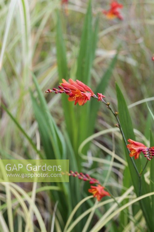 Crocosmia 'Fire King' growing with grasses